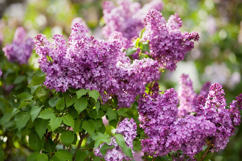 Lilacs Lilacs