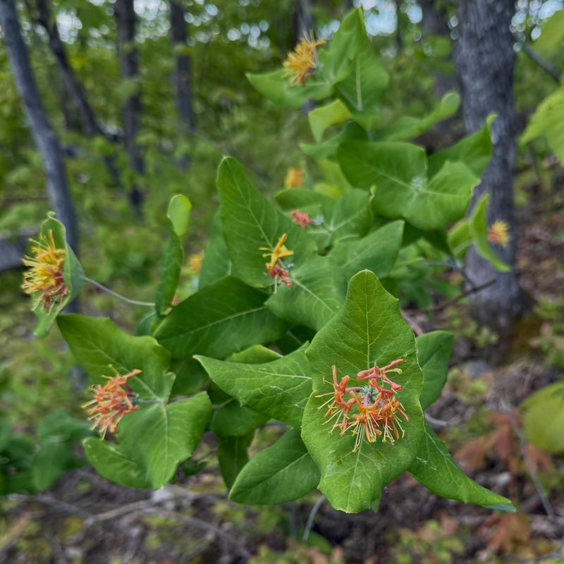 Limber Honeysuckle Gives Part Shade A Native Climber