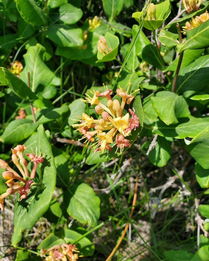 Limber Honeysuckle 