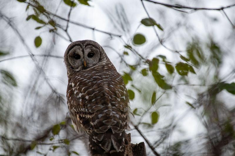 Limit Noise And Activity Near Roosting Sites