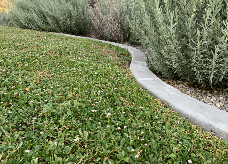 Lippia Creates A Low Carpet With Less Summer Water Lippia Creates A Low Carpet With Less Summer Water