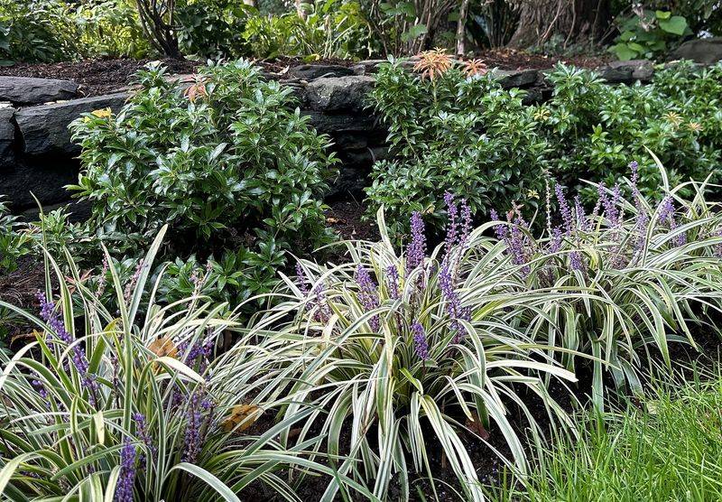 Liriope