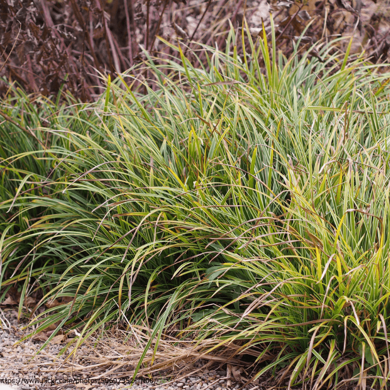 Liriope Creates A Blind Spot Along The Foundation