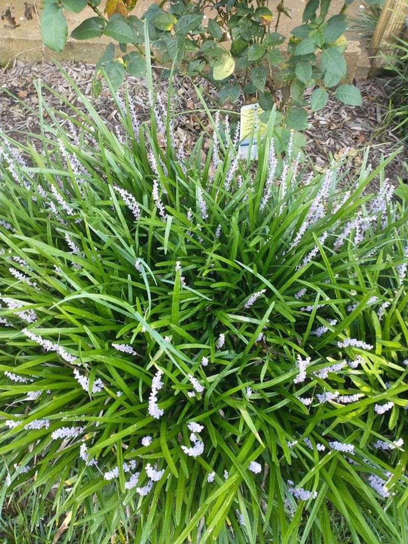 Liriope Keeping Citrus Beds Neat Year-Round