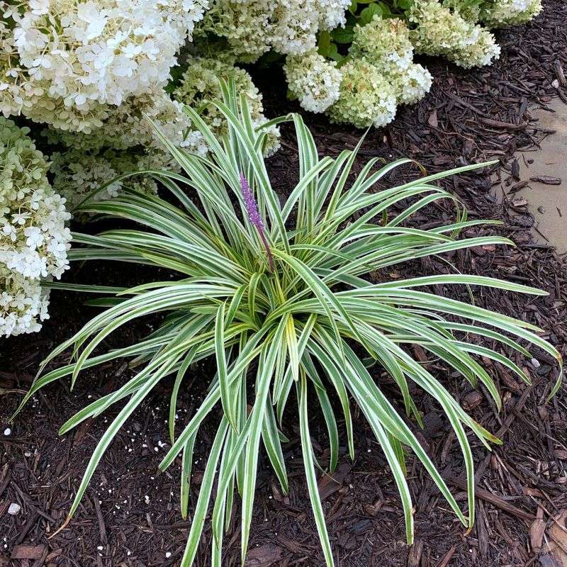 Liriope Packs Cool Cover Into Innocent-Looking Borders