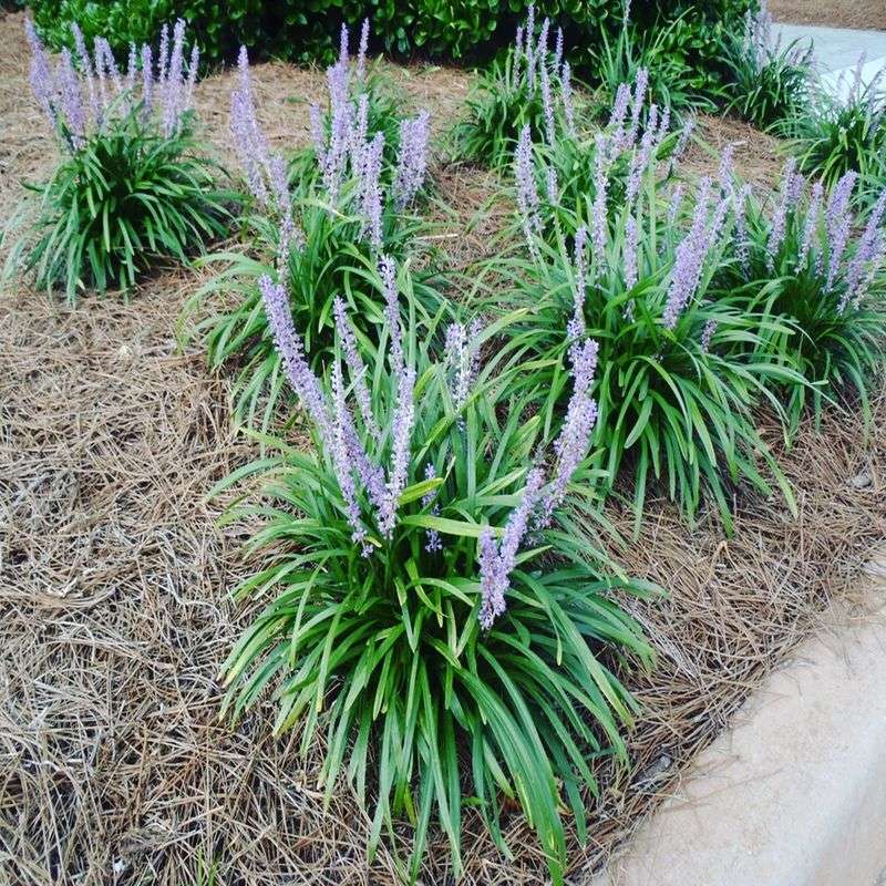 Liriope