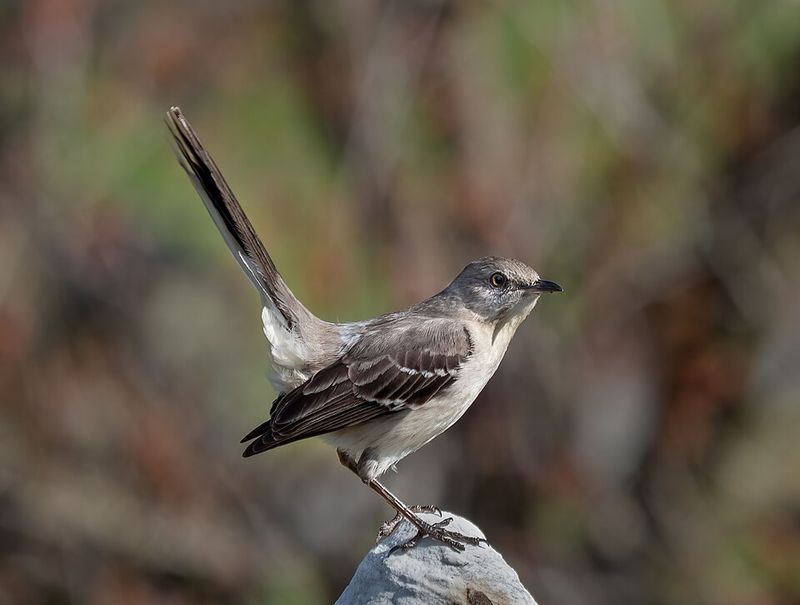 Listen For Borrowed Songs From Nearby Birds Listen For Borrowed Songs From Nearby Birds