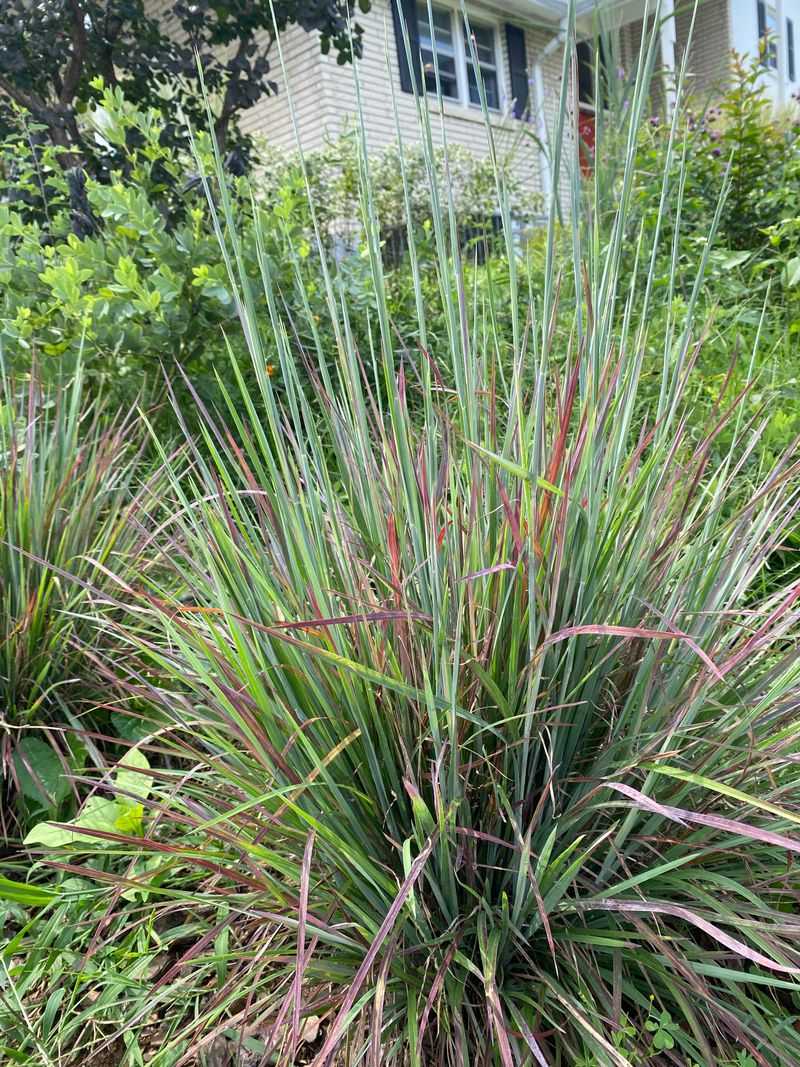Little Bluestem