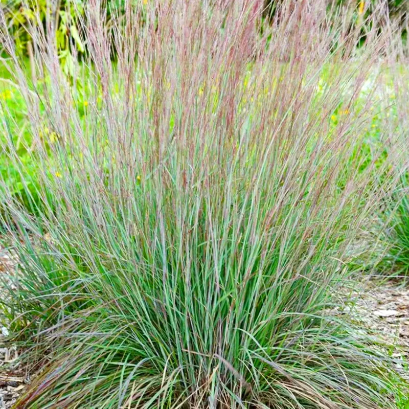 Little Bluestem Handles Dry Sandy Soil Little Bluestem Handles Dry Sandy Soil
