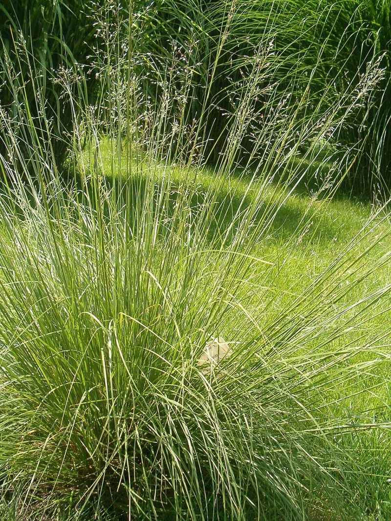 Little Bluestem Turns Copper Red As Autumn Settles In Little Bluestem Turns Copper Red As Autumn Settles In