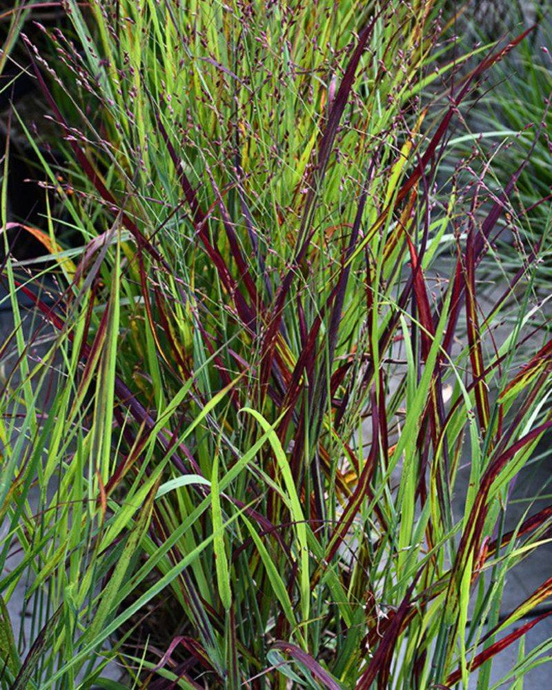 Little Bluestem Turns Fiery In Fall