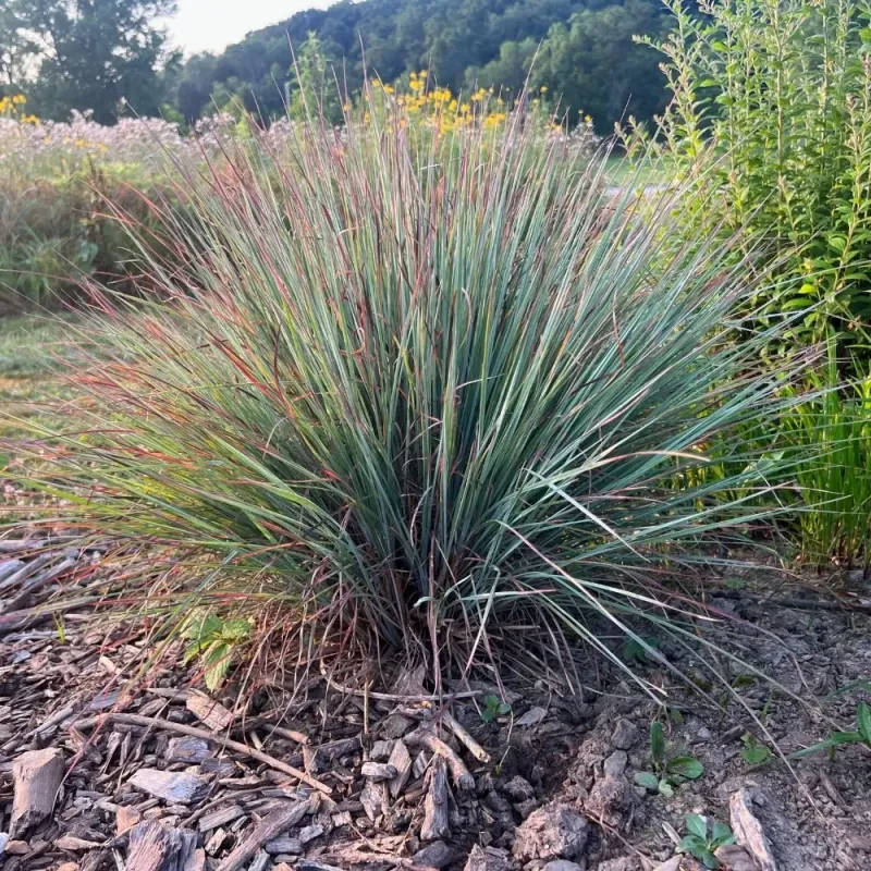 Little Bluestem Was Built For Hot Dry Prairie Ground Little Bluestem Was Built For Hot Dry Prairie Ground