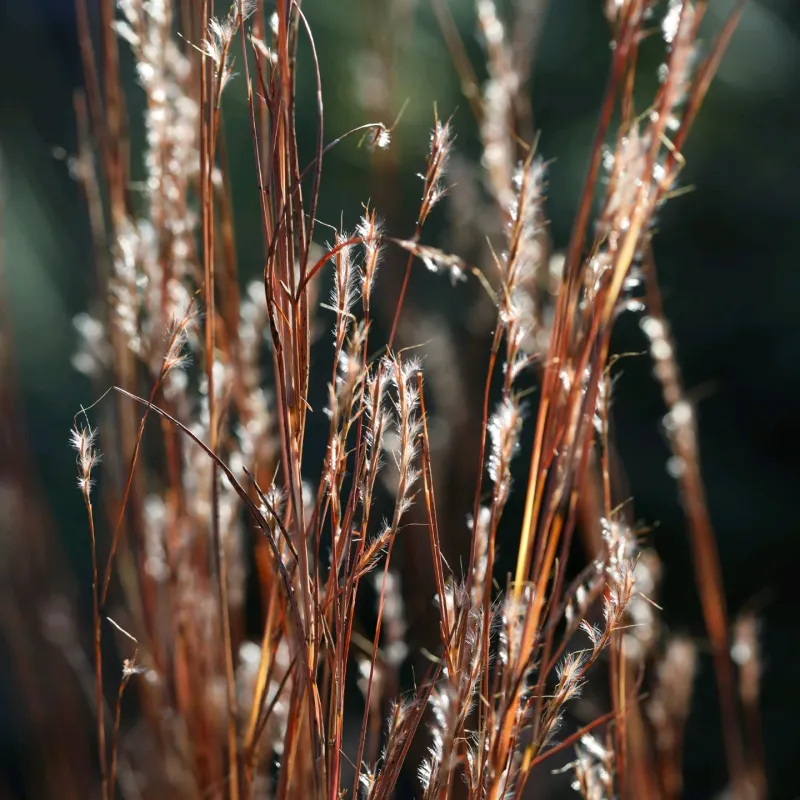 Little Bluestem Little Bluestem