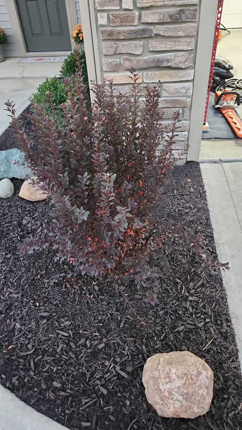 Little Devil Ninebark Adds Color Without The Fuss Little Devil Ninebark Adds Color Without The Fuss