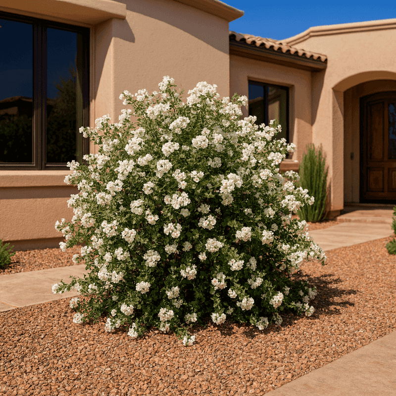 Little-Leaf Cordia Can Create A Natural Privacy Screen Little-Leaf Cordia Can Create A Natural Privacy Screen