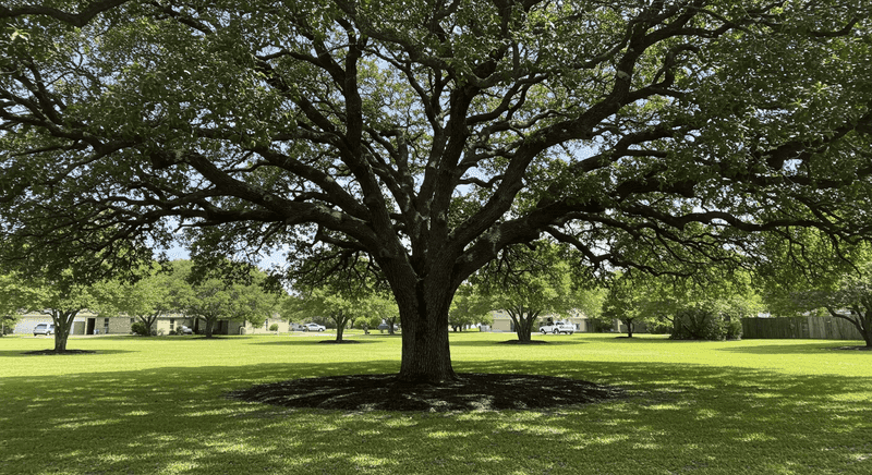 Live Oak Handles Texas Summer Heat Remarkably Well Live Oak Handles Texas Summer Heat Remarkably Well