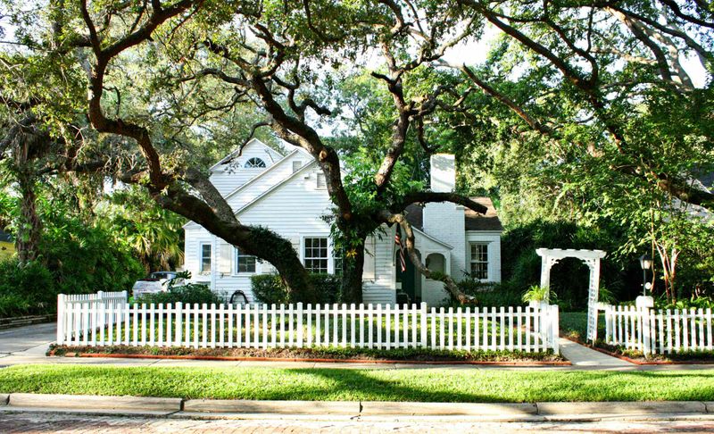 Live Oak Needs Adequate Space To Reach Its Full Potential Live Oak Needs Adequate Space To Reach Its Full Potential