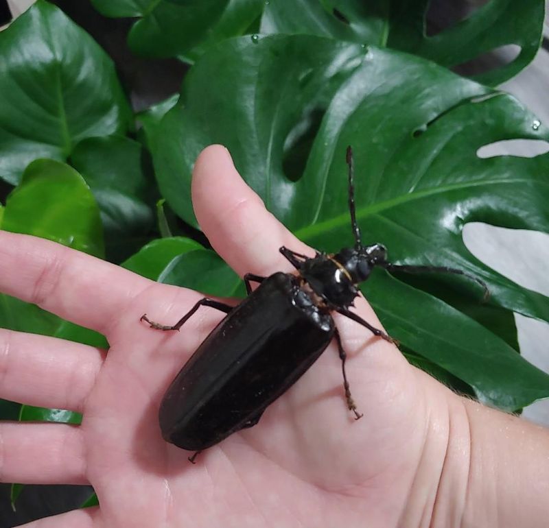 Living With Palo Verde Beetles Without Overreacting
