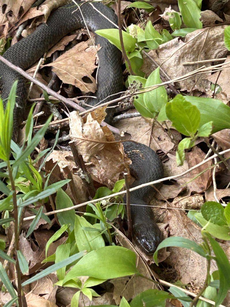Lizards And Frogs Give Racers A Reason To Cross The Yard Lizards And Frogs Give Racers A Reason To Cross The Yard