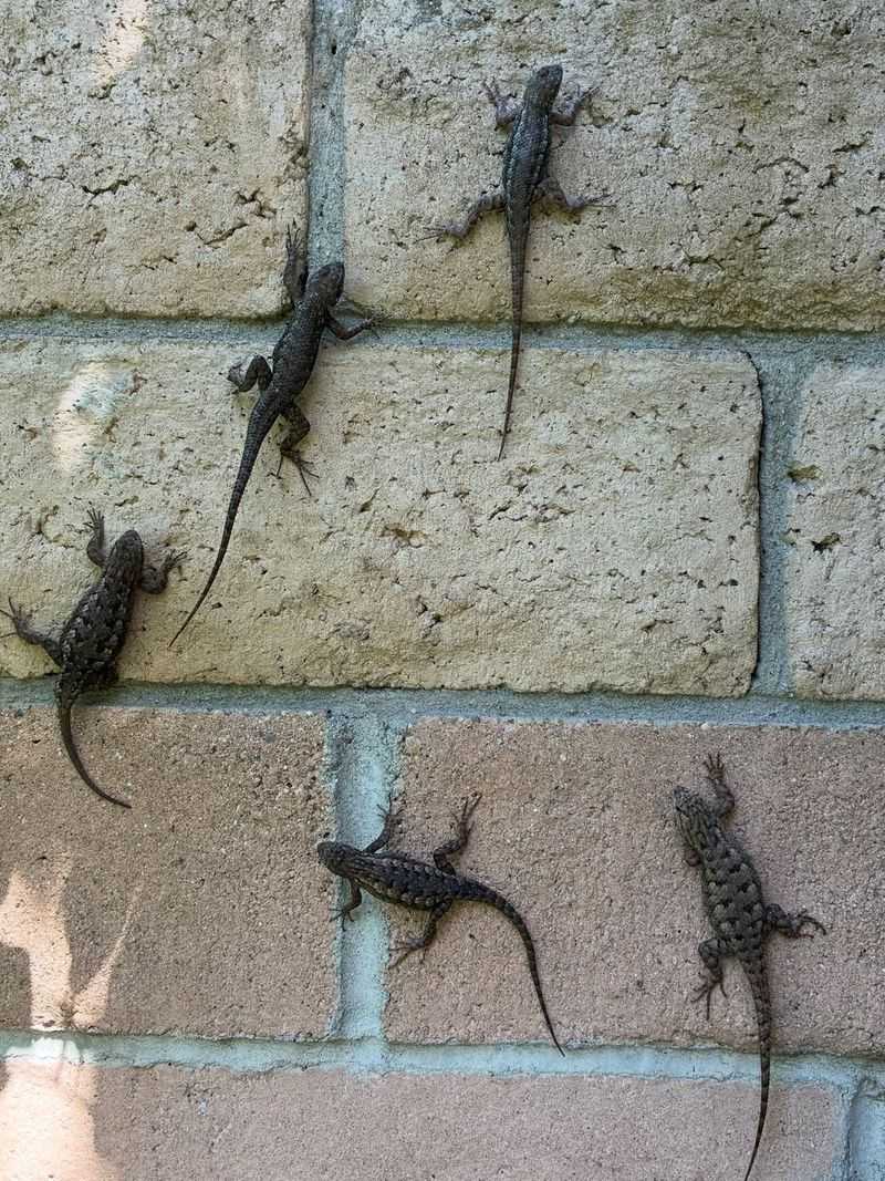 Lizards Chasing Bugs Right Up Your Walls Lizards Chasing Bugs Right Up Your Walls