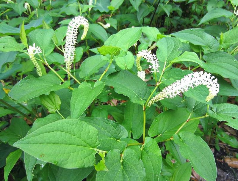 Lizard's Tail Spreads Through Boggy Spots