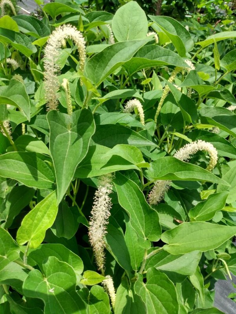 Lizard's Tail Thrives In Moist Soil Lizard's Tail Thrives In Moist Soil