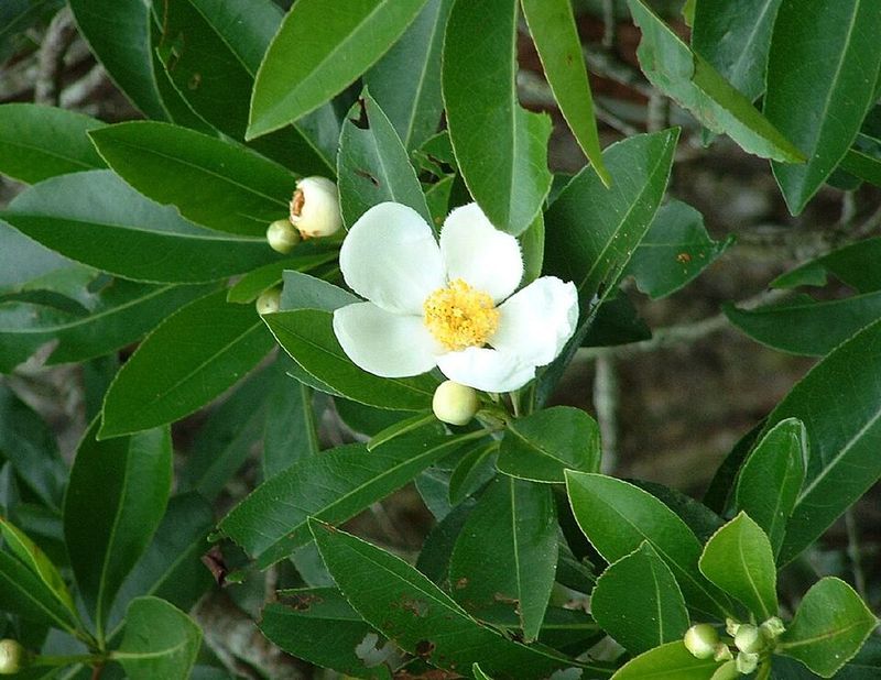 Loblolly Bay Delivers The Magnolia Look With A Lighter Touch Loblolly Bay Delivers The Magnolia Look With A Lighter Touch