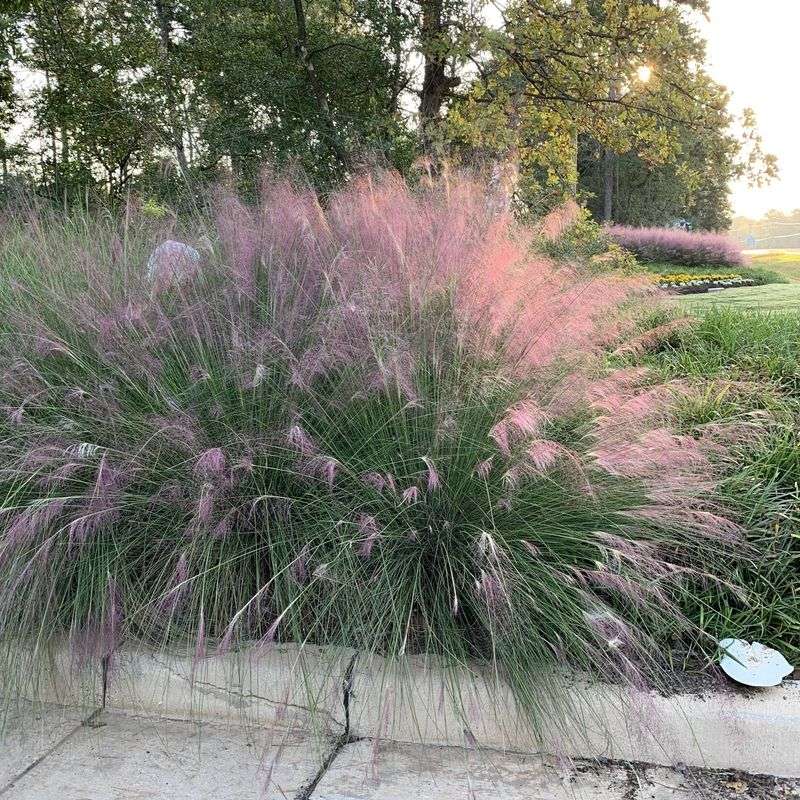 Local Wildlife Benefits More From Native Root Systems