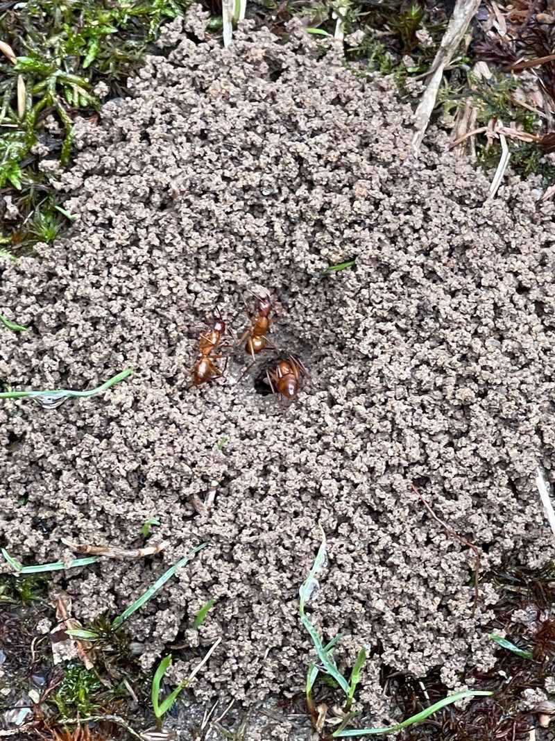 Locate Active Mounds During Warm Afternoon Hours