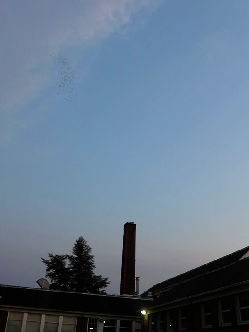 Locating An Active Roost Near You