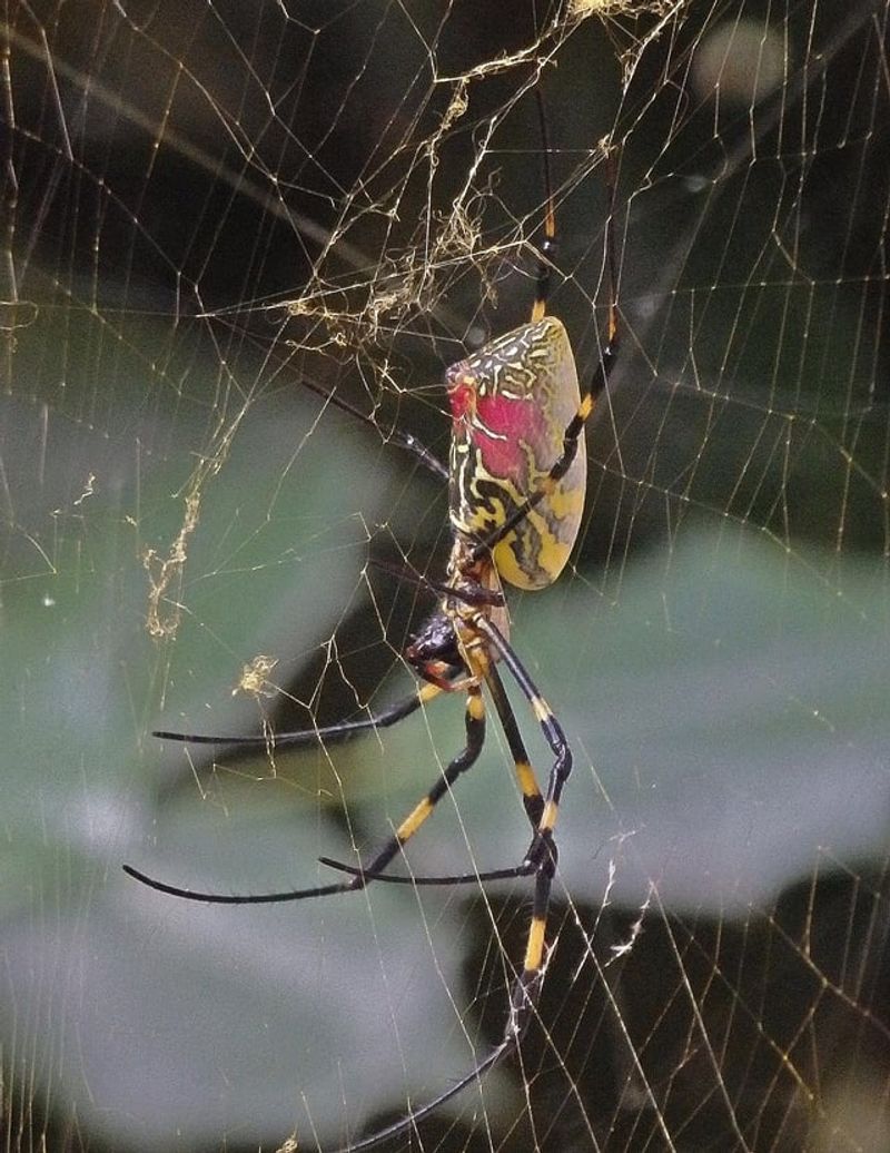 Location Should Decide Which Webs Stay