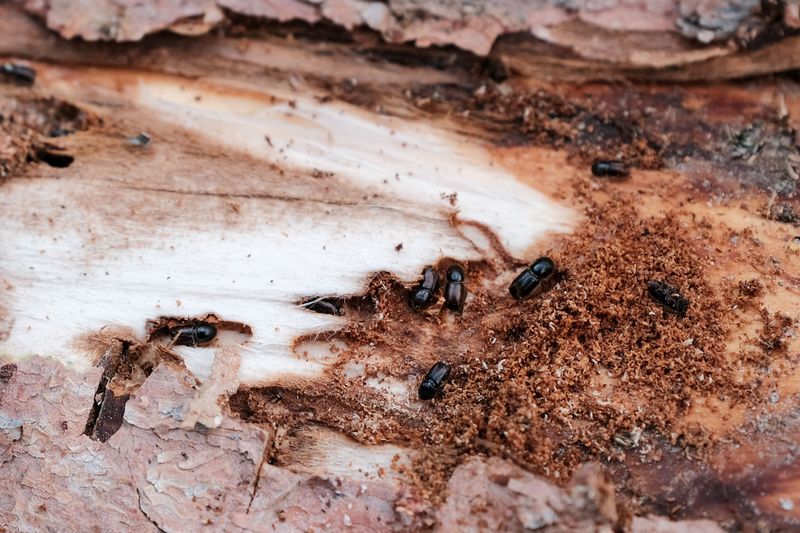 Logging And Bark Beetles Are Compounding The Pressure