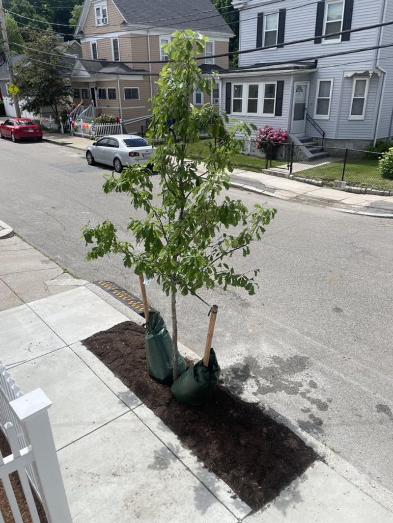 Long Beach Residents Can Request A Free Parkway Tree Long Beach Residents Can Request A Free Parkway Tree