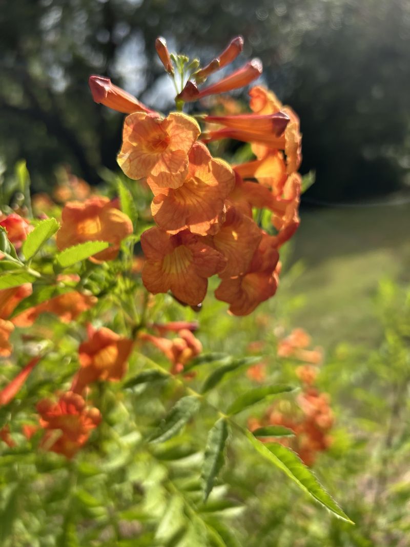 Long Blooming Seasons Keeping Color Around