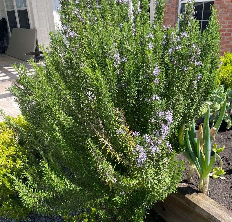 Long Branches Start Opening Up The Plant Long Branches Start Opening Up The Plant