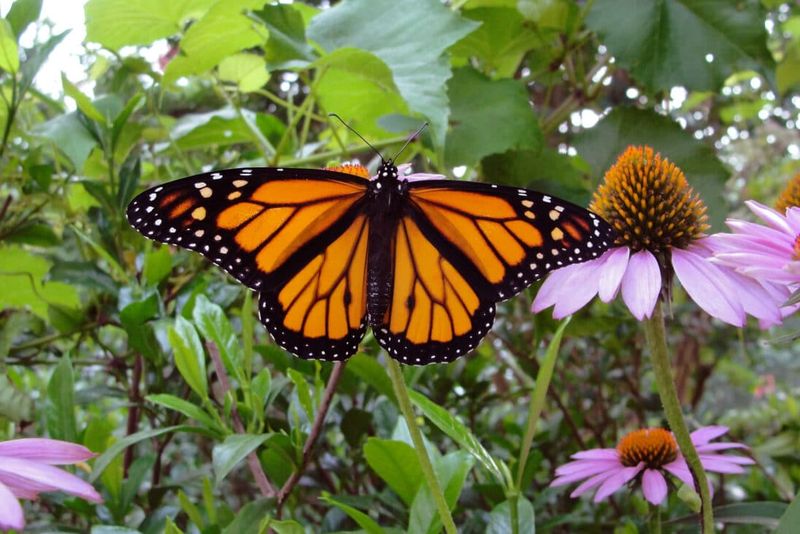 Long Flights Make Nectar Stops Especially Important Long Flights Make Nectar Stops Especially Important