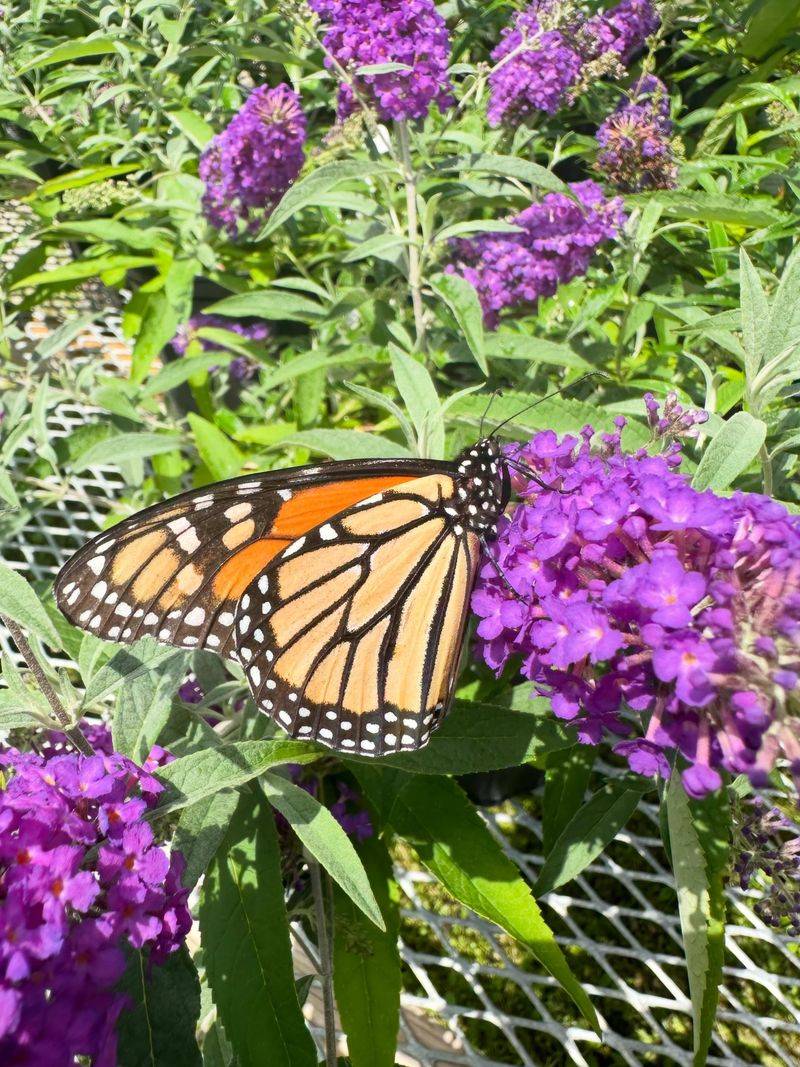 Long Flower Spikes Attract Bees And Butterflies