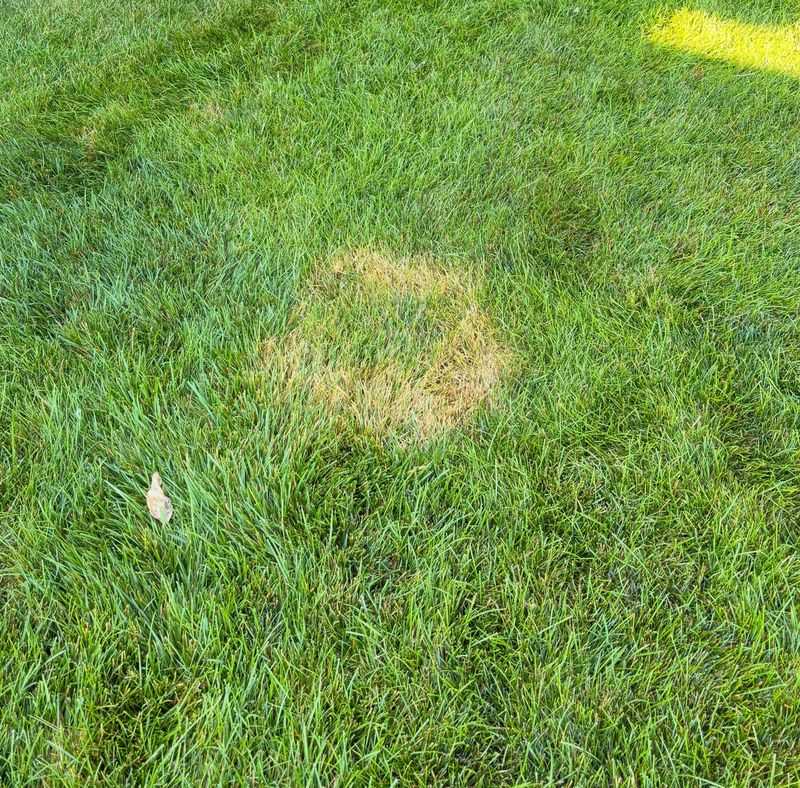 Long Leaf Wetness Favors Turf Disease