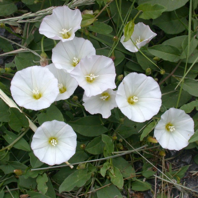 Long-Lived Seeds Can Keep New Plants Appearing