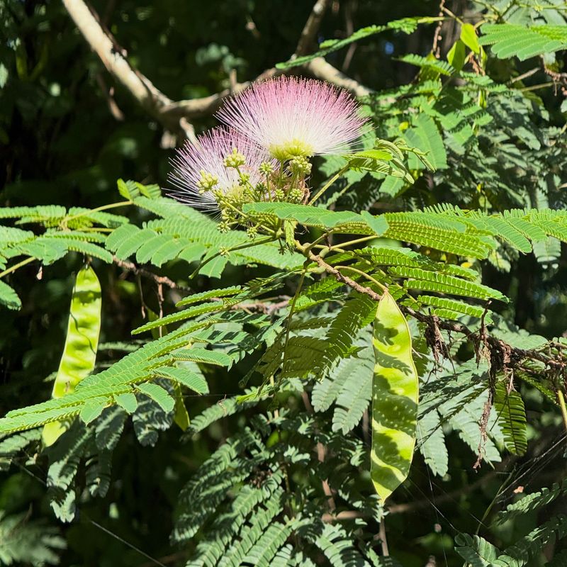 Long-Lived Seeds Keep New Trees Coming Back
