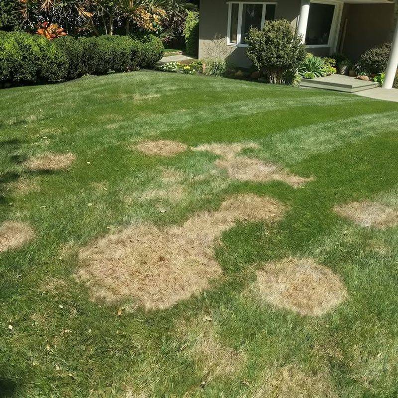 Long Periods Of Wet Grass Help Fungi Spread Long Periods Of Wet Grass Help Fungi Spread