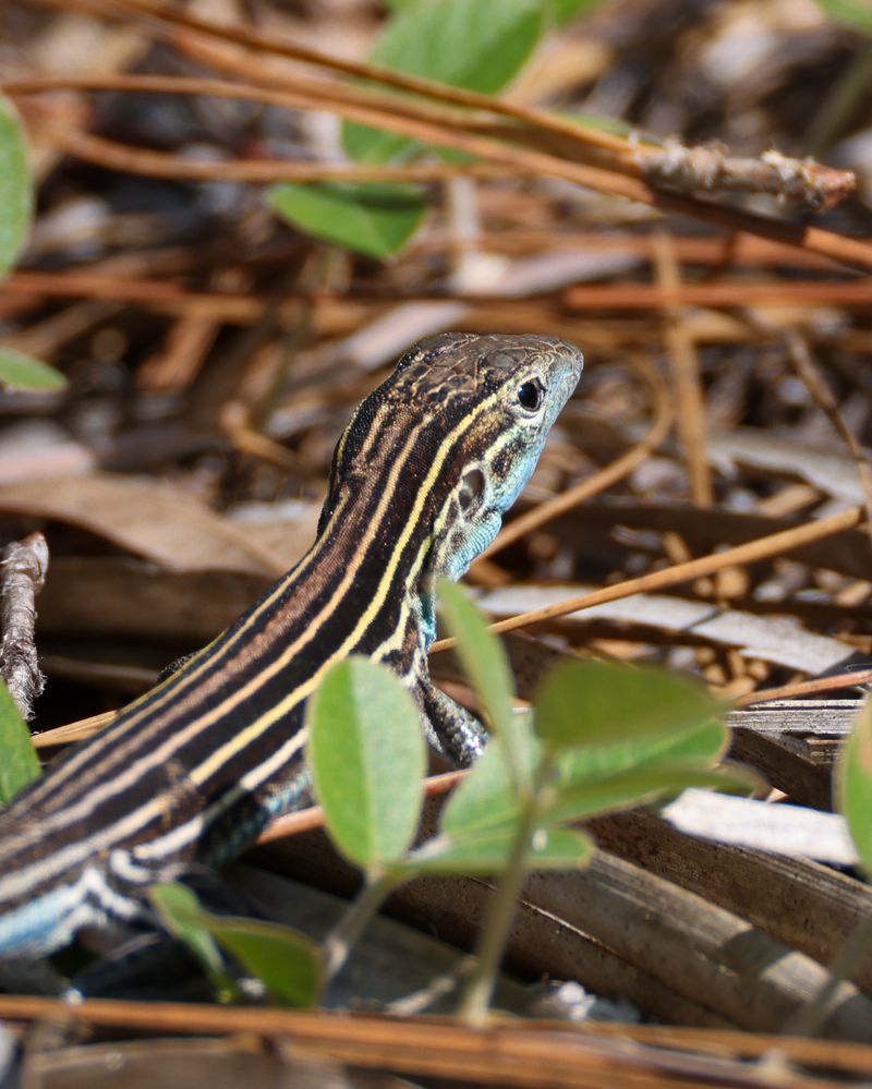 Long Stripes Help Identify Six Lined Racerunners Long Stripes Help Identify Six Lined Racerunners