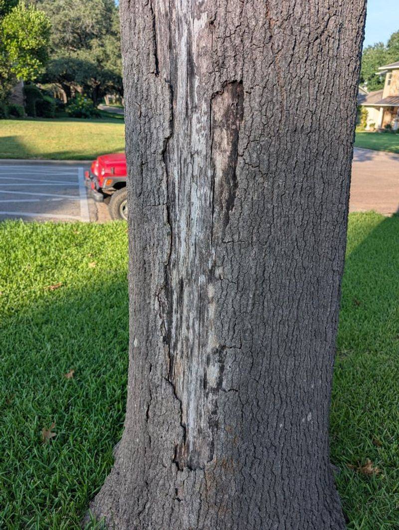 Long Term Care For Recovering Trees