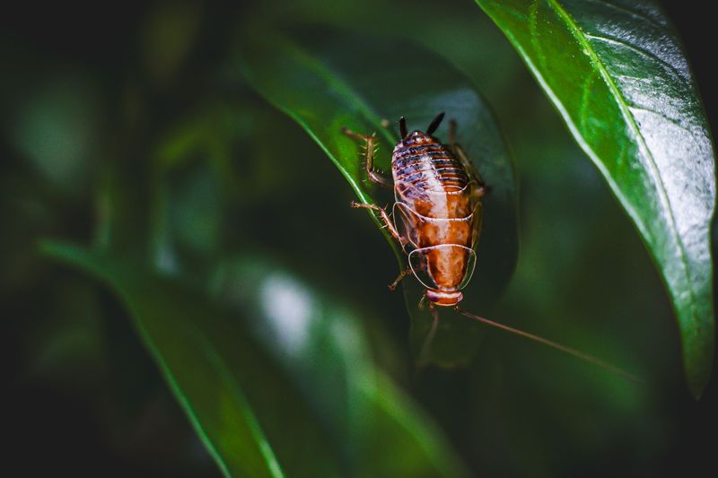 Long-Term Habits To Keep Roaches Away