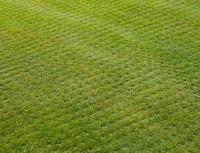 Long-Term Lawn Care That Reduces Future Risk