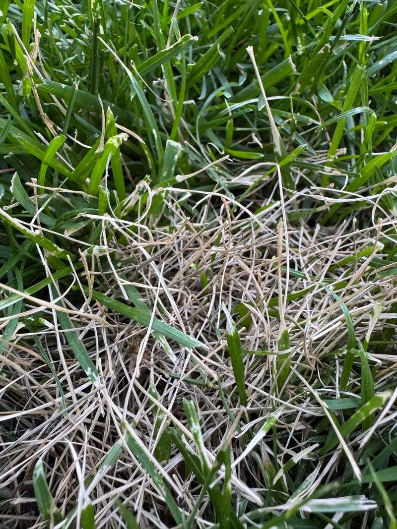 Long-Term Lawn Habits That Prevent A Repeat
