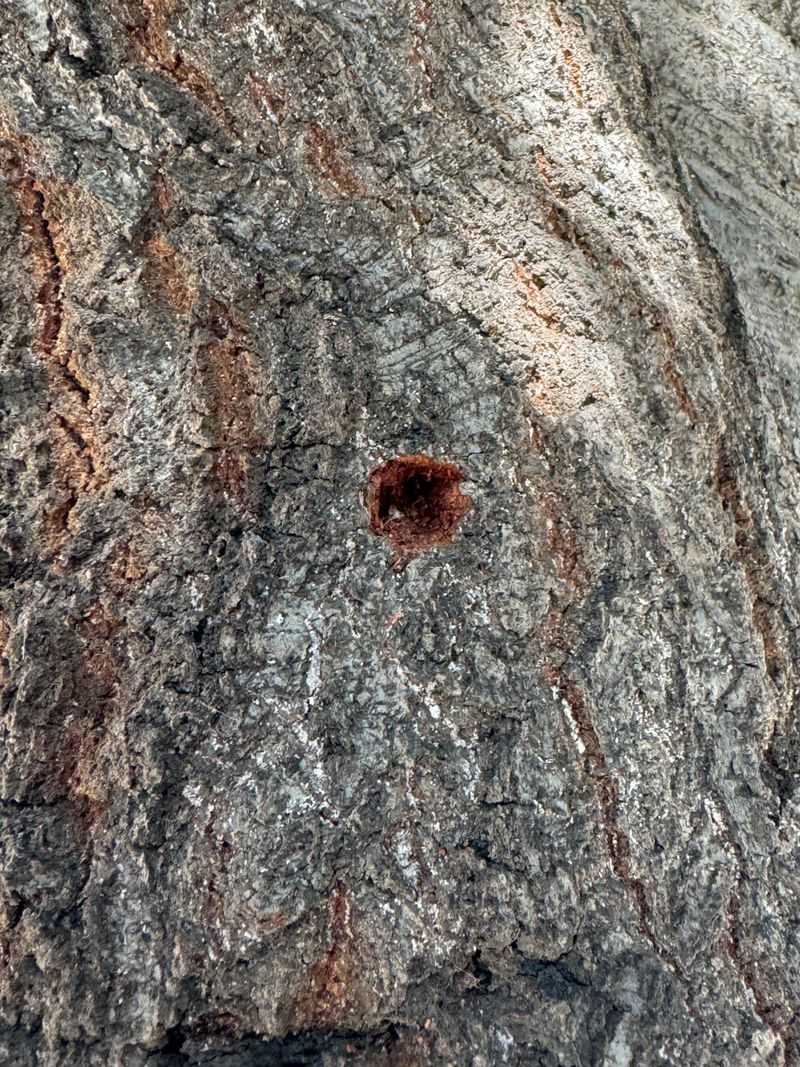 Long Term Oak Planning Starts Now