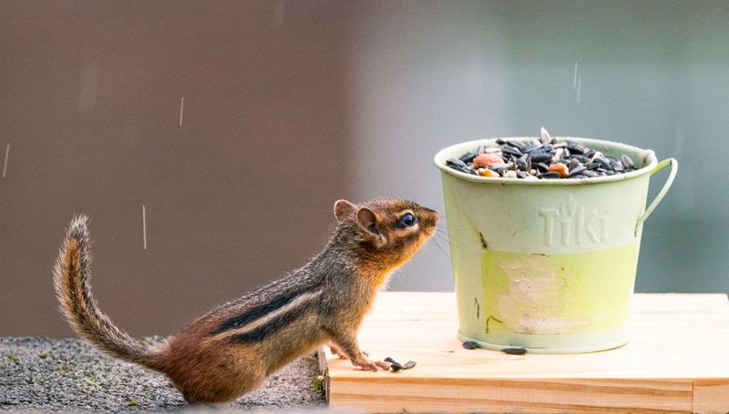 Long-Term Prevention Tips To Keep Chipmunks Away Long-Term Prevention Tips To Keep Chipmunks Away