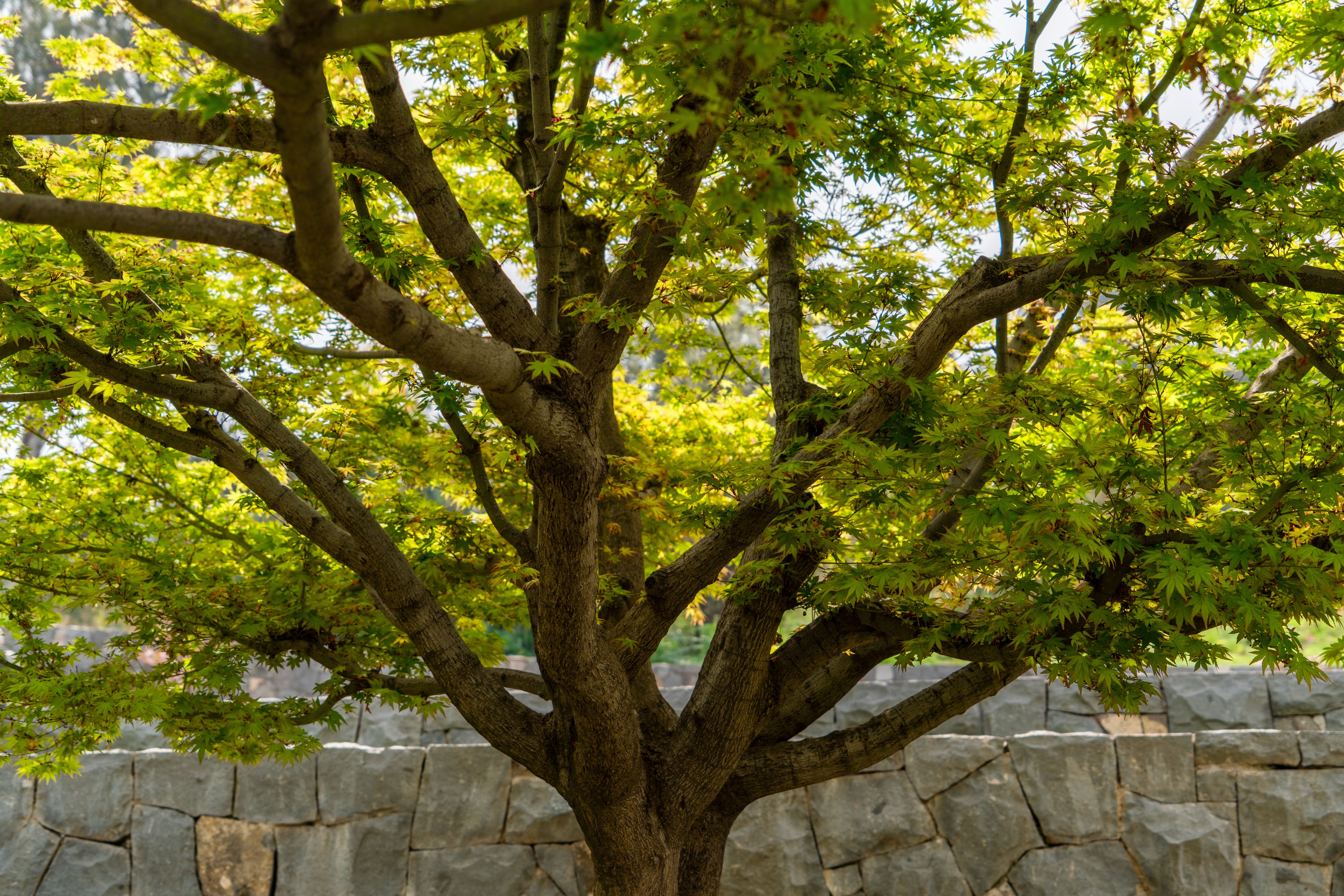 Long-Term Ways To Protect Your Maples Long-Term Ways To Protect Your Maples