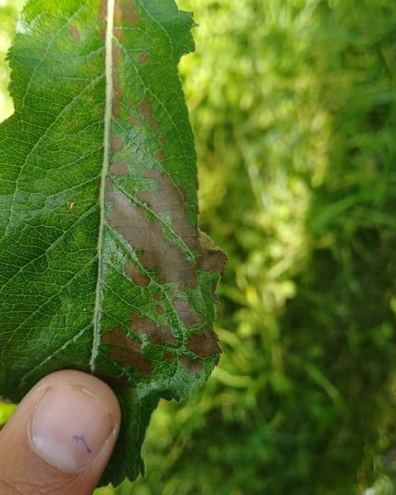 Longer Contact Raises Leaf Injury Longer Contact Raises Leaf Injury